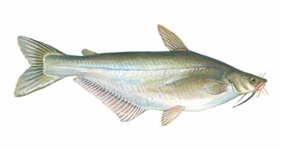 Basa Fish